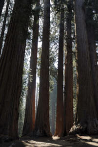 sequoia<br>NIKON D200, 20 mm, 100 ISO,  1/80 sec,  f : 5.6 , Distance :  m